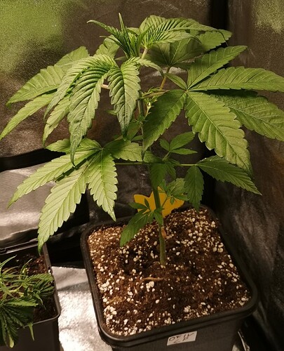 Growreport Bild 40