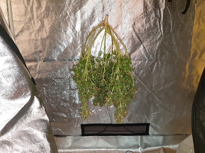 Growreport Bild 7