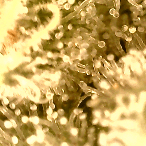 Growreport Bild 12