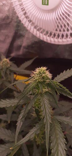 Growreport Bild 87