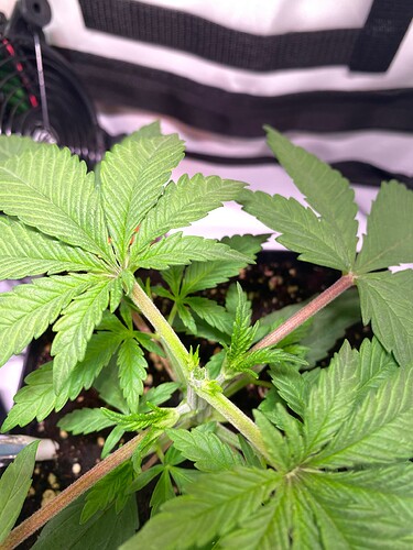 Growreport Bild 3