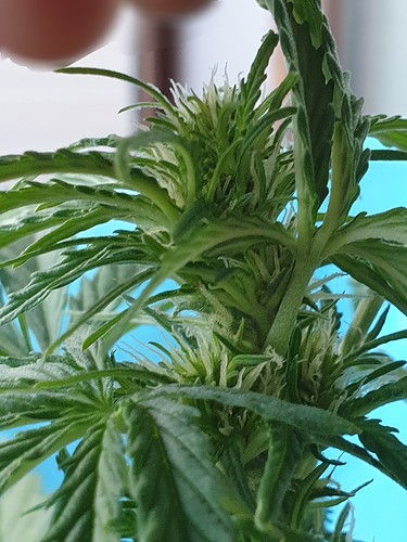 Growreport Bild 12