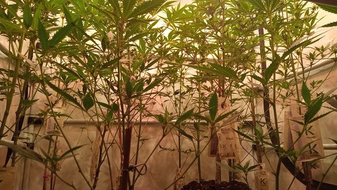 Growreport Bild 76