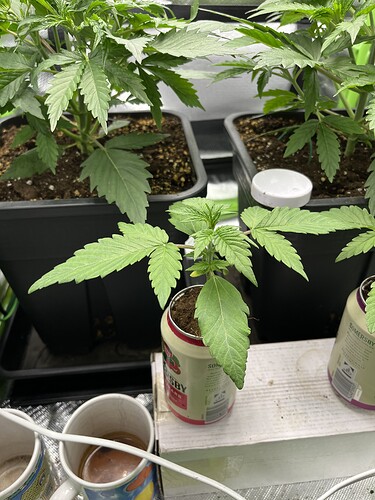 Growreport Bild 4