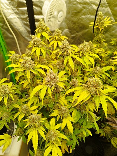 Growreport Bild 2