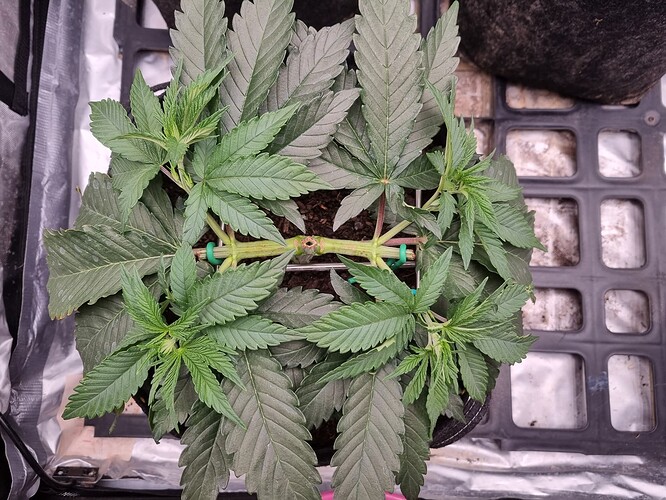 Growreport Bild 32