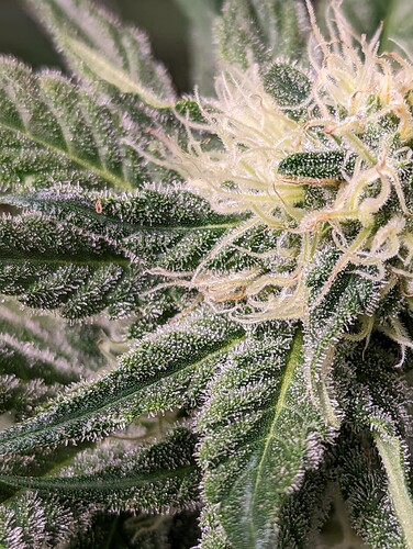 Growreport Bild 7