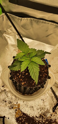 Growreport Bild 3