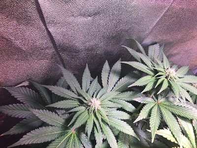 Growreport Bild 3