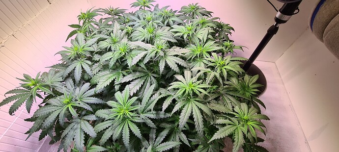 Growreport Bild 9