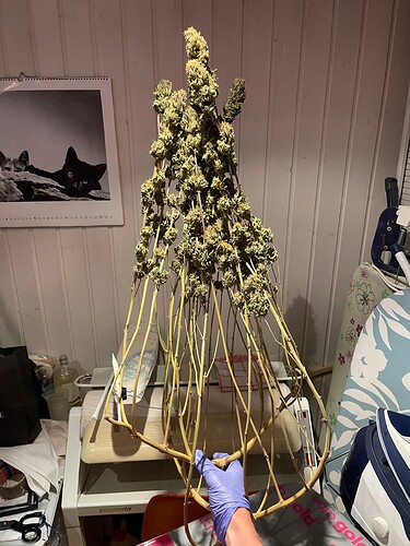 Growreport Bild 1
