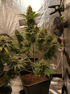 Growreport Bild 13