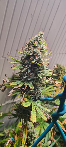Growreport Bild 21