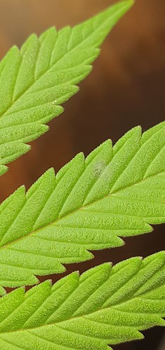 Growreport Bild 27