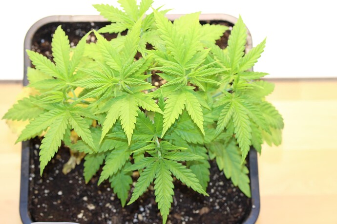 Growreport Bild 13