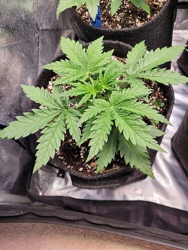 Growreport Bild 4