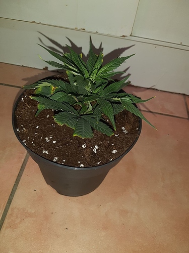 Growreport Bild 1