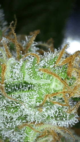 Growreport Bild 10
