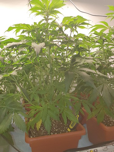 Growreport Bild 2
