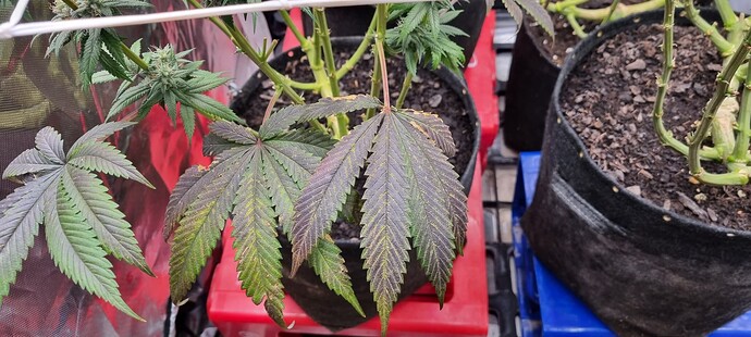 Growreport Bild 27