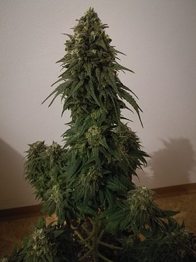 Growreport Bild 24