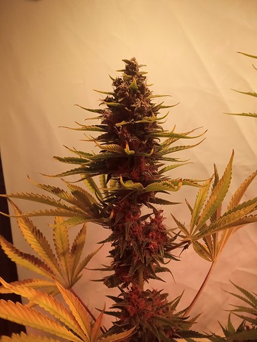 Growreport Bild 6