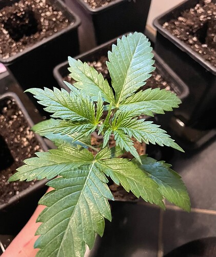 Growreport Bild 3