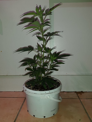 Growreport Bild 6