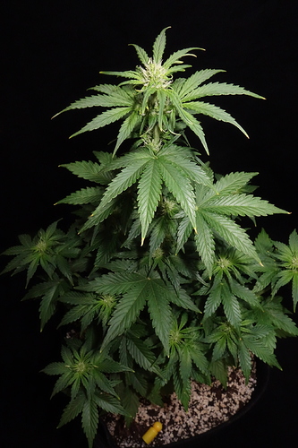 Growreport Bild 35