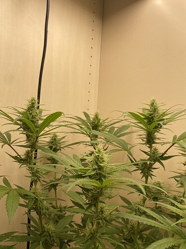 Growreport Bild 18