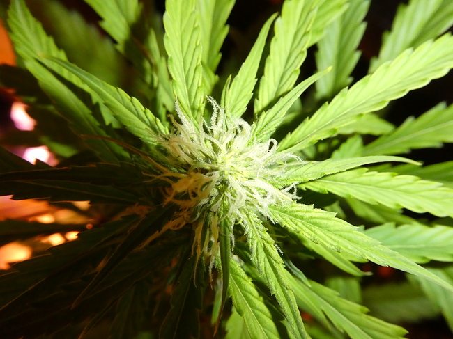 Growreport Bild 4