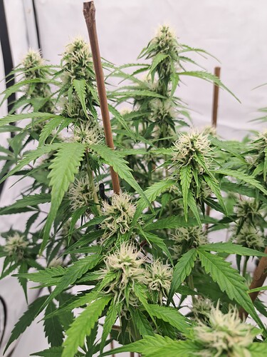 Growreport Bild 4