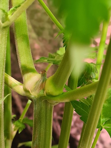Nahaufnahme des Stiels einer Cannabispflanze mit mehreren Verzweigungen und grünen Blättern im Hintergrund.