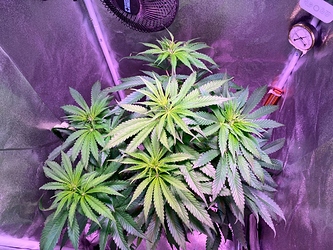 Growreport Bild 12