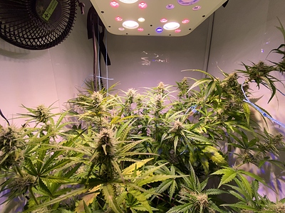 Growreport Bild 3