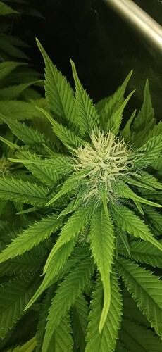Growreport Bild 46
