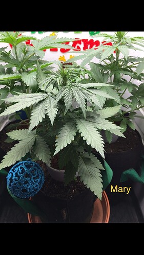 Growreport Bild 30