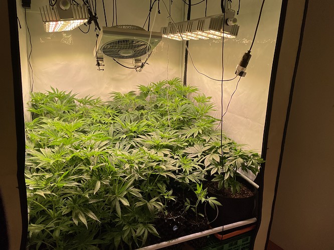 Growreport Bild 1