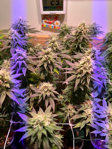 Growreport Bild 7