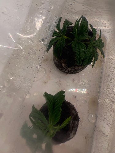 Growreport Bild 4