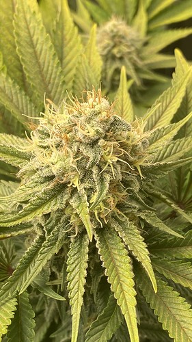 Growreport Bild 21