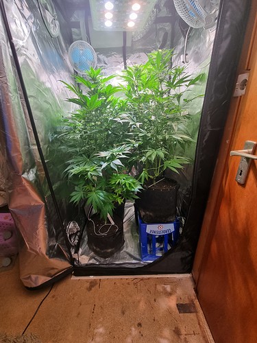 Growreport Bild 4