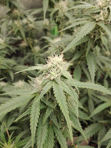 Growreport Bild 1