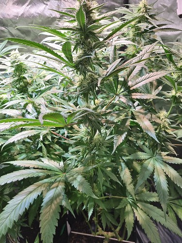 Growreport Bild 46