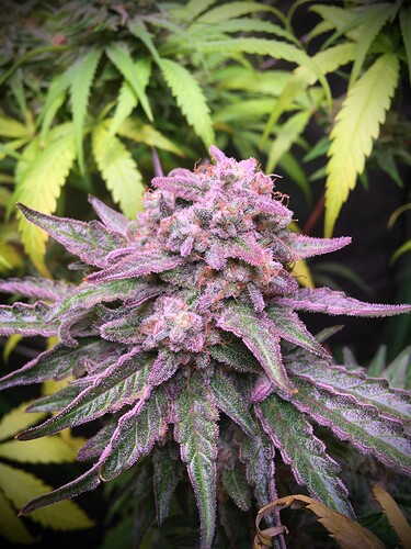 Growreport Bild 15