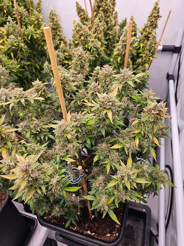 Growreport Bild 3