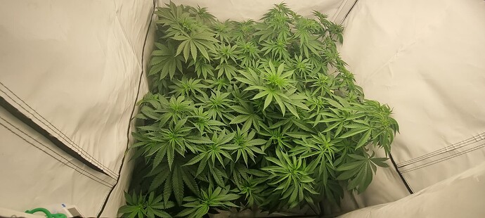 Growreport Bild 9