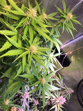 Growreport Bild 40