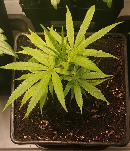 Growreport Bild 31