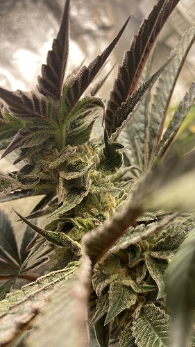 Growreport Bild 3